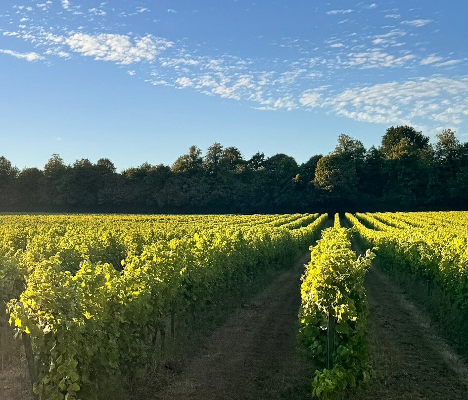 Denbies Wine Estate Ltd-多肯必去景点
