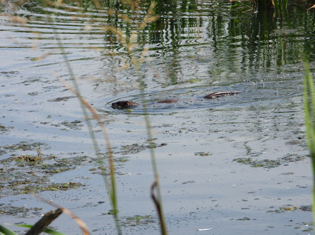 Tophill Low Nature Reserve-Driffield必去景点