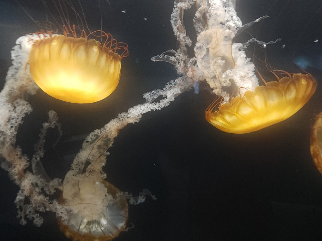 Great Lakes Aquarium-德卢斯必去景点
