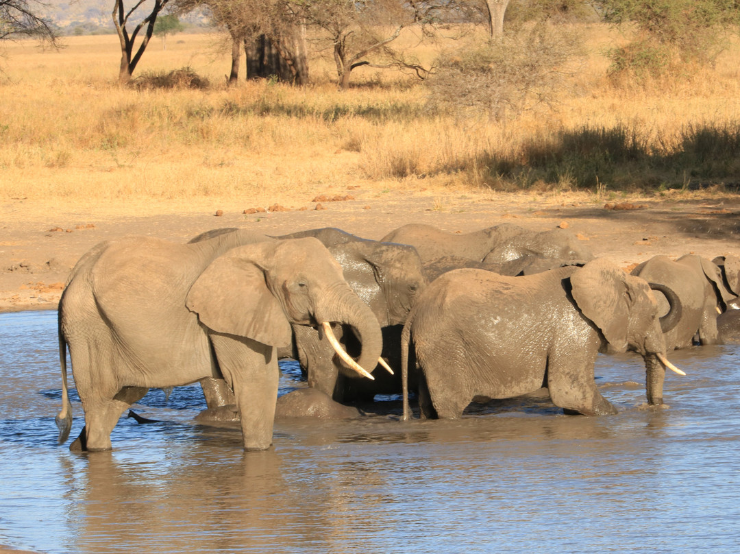 Rhino Africa Safaris-开普敦中心区必去景点
