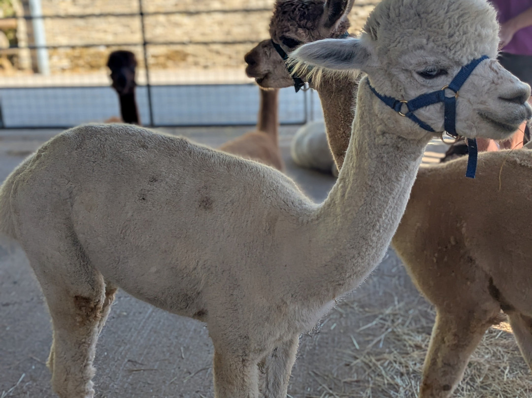 Cotswold Alpacas-切尔滕纳姆必去景点