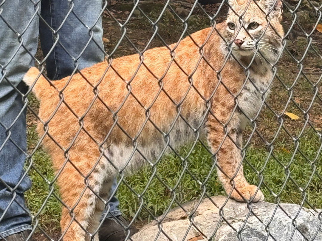 Lakota Wolf Preserve-Columbia必去景点