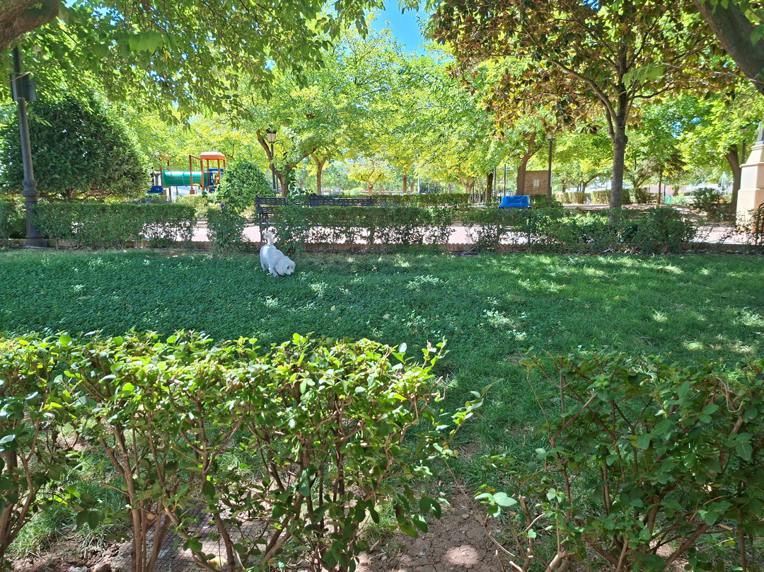 El Albero