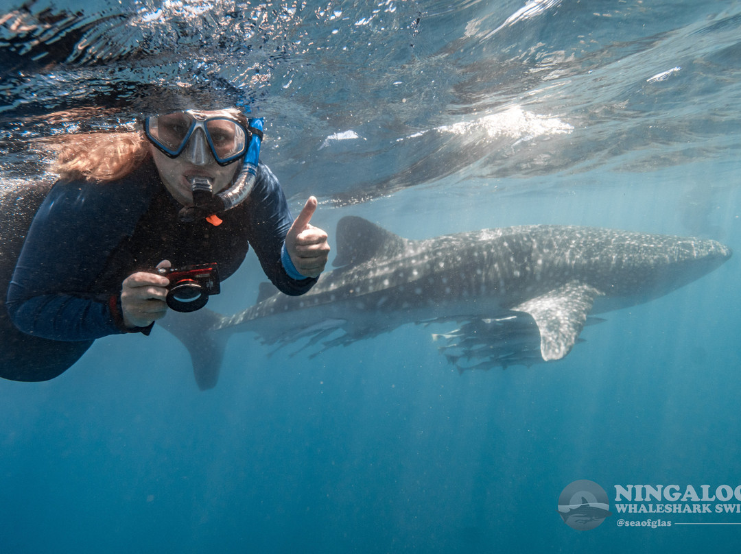 Ningaloo Whaleshark Swim-埃克斯茅斯必去景点