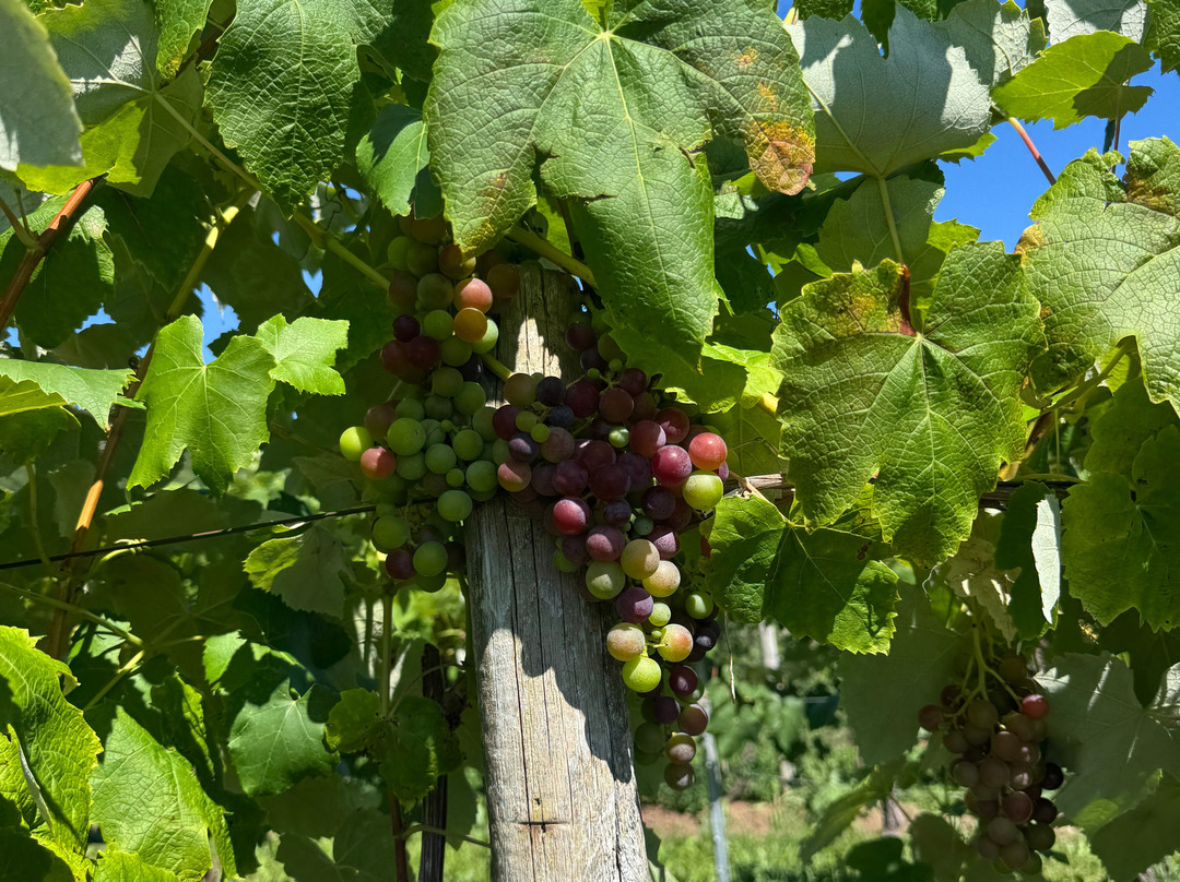 Benjamin Bridge Vineyards-Wolfville必去景点