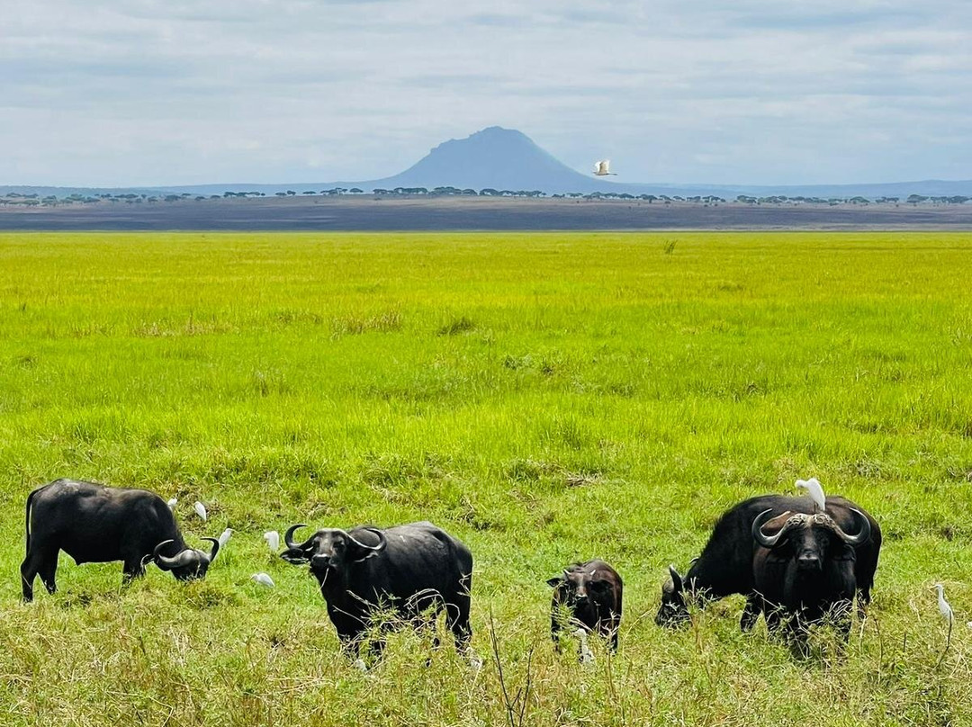 Nasikia Safaris-阿鲁沙必去景点