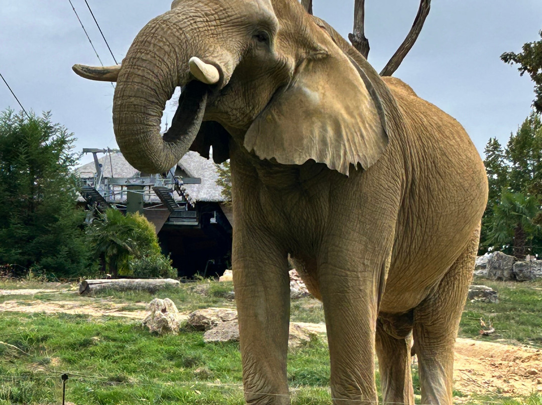 ZooParc de Beauval-圣艾尼昂必去景点