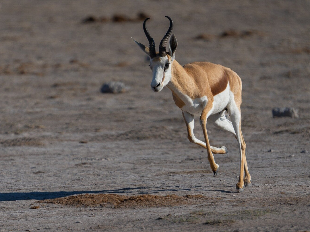 Makgadikgadi Salt Pan-Makgadikgadi Pans National Park必去景点