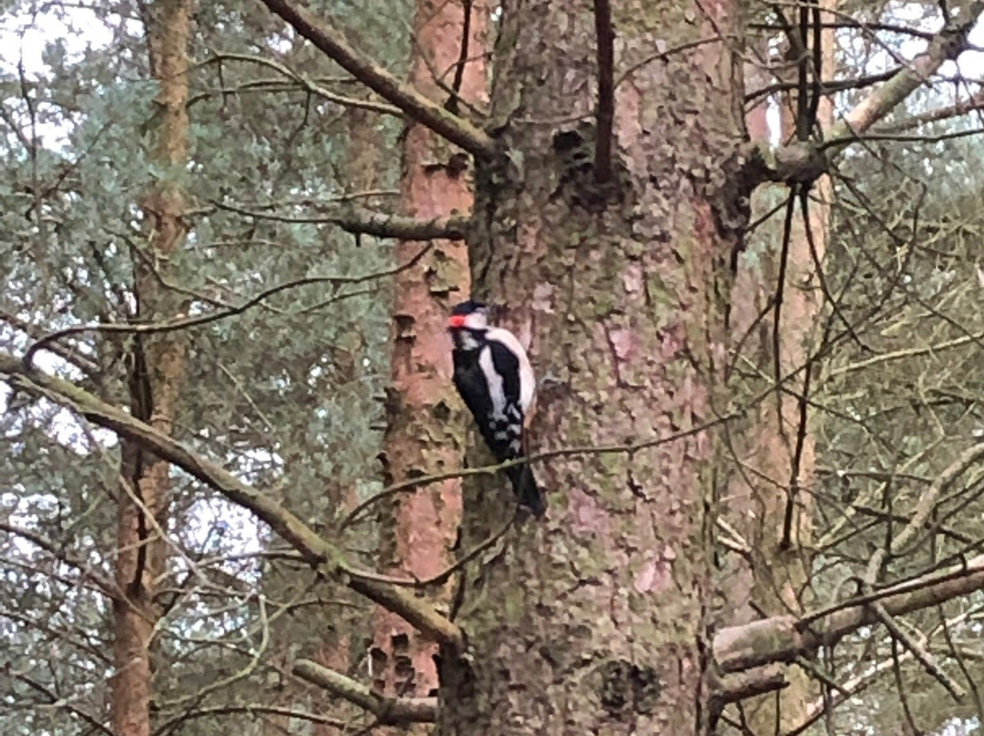 Center Parcs Whinfell Forest-彭里斯必去景点