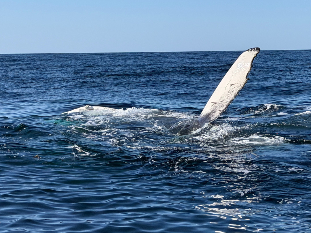 Monomoy Sportfishing-查塔姆必去景点
