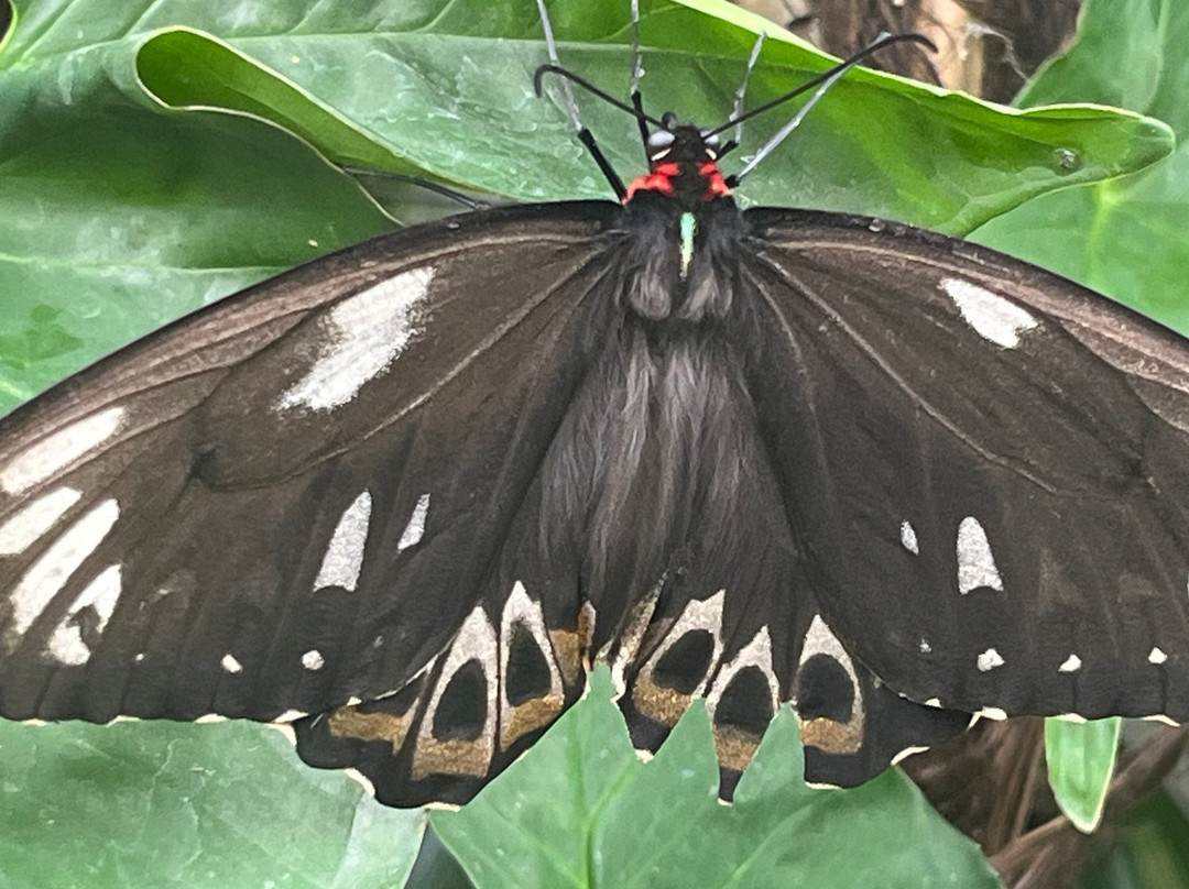 Mariposario del Drago-伊科德洛斯维诺斯必去景点