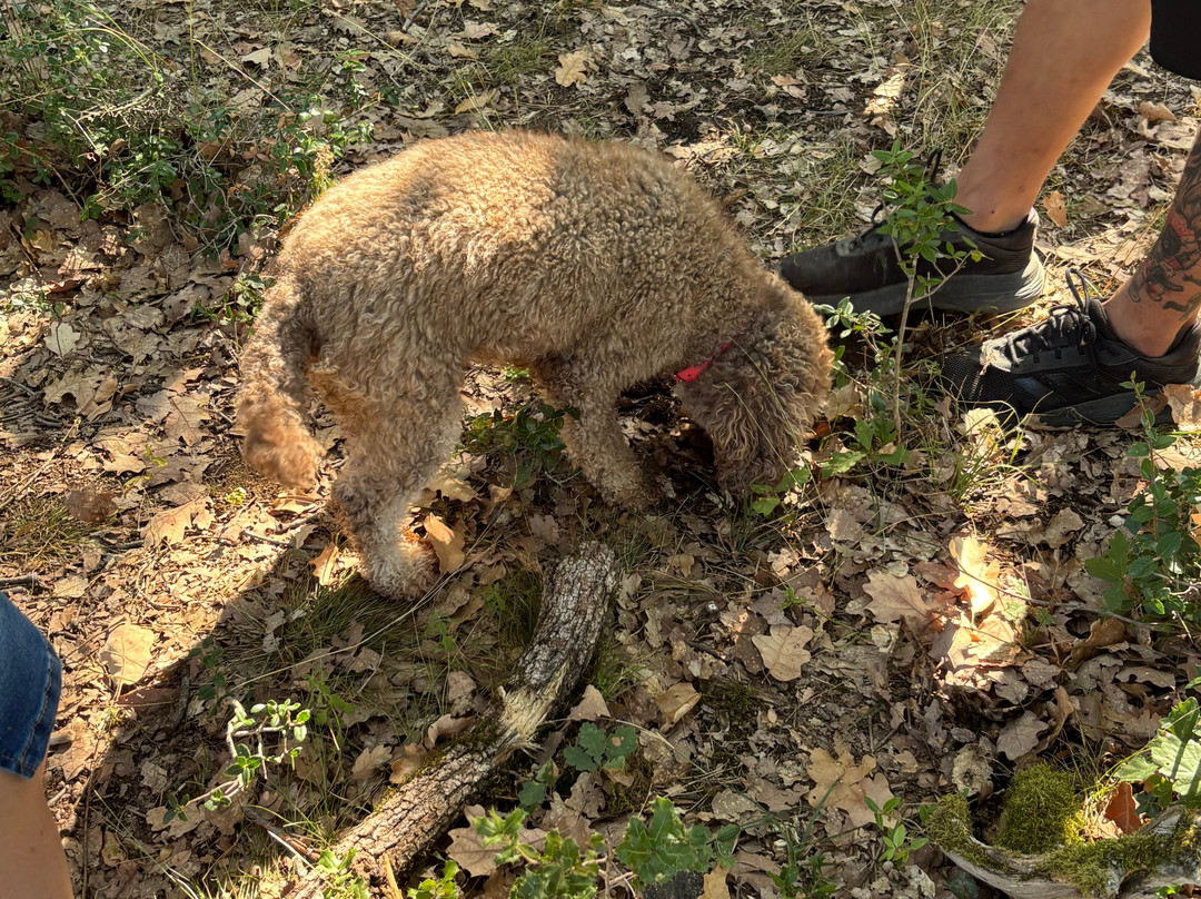 Truffle Hunting-卡兰巴卡必去景点