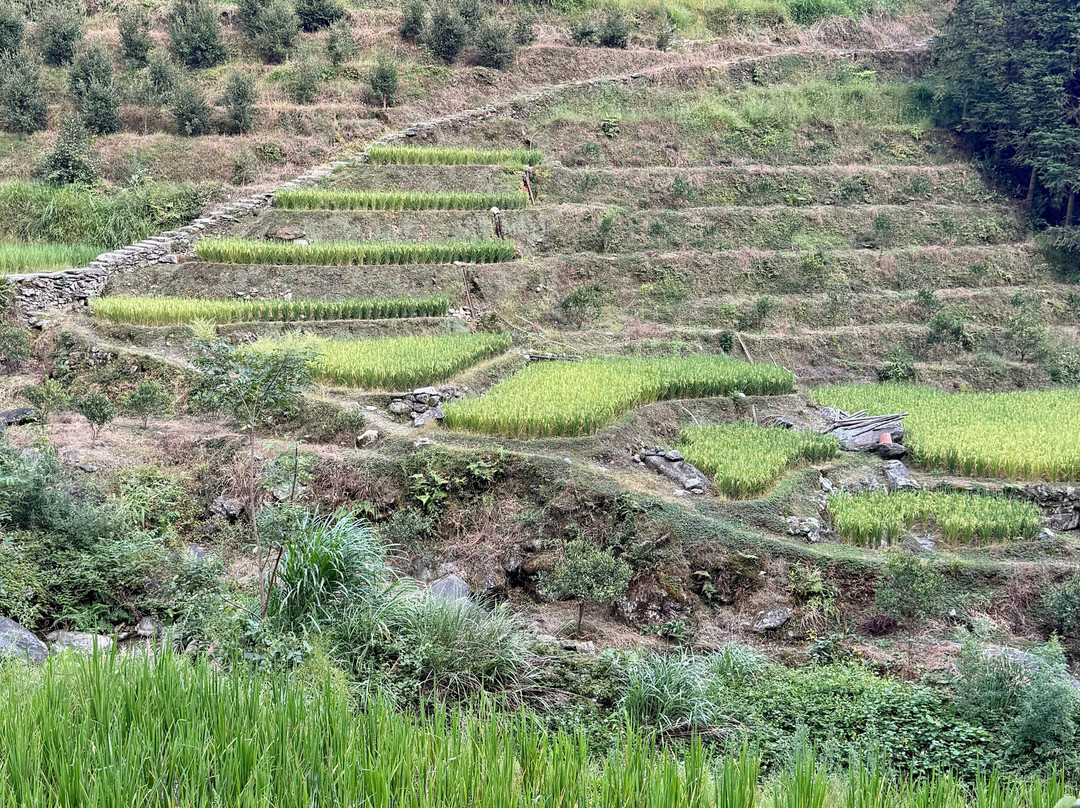 Longji Rice Terraces-桂林市必去景点