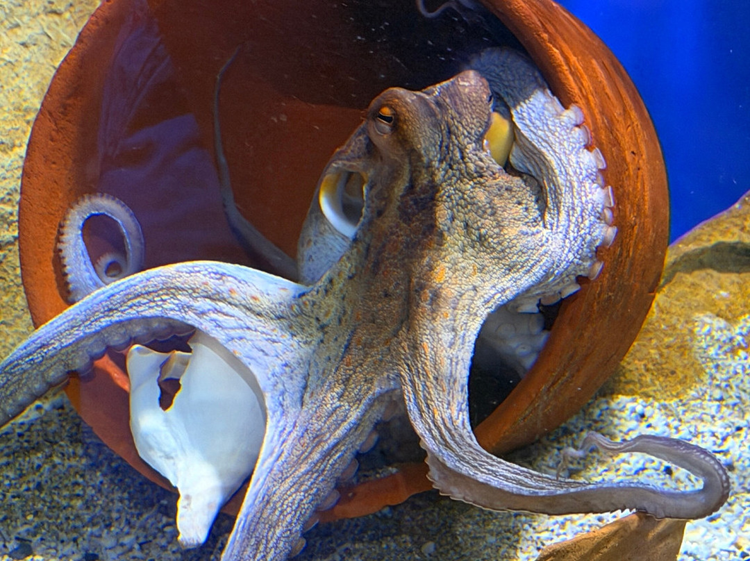 Aquaworld Aquarium & Reptile Rescue Centre-赫索尼索斯必去景点