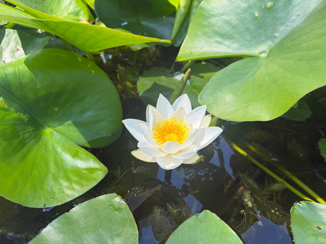 Orto e Museo Botanico di Pisa-比萨必去景点