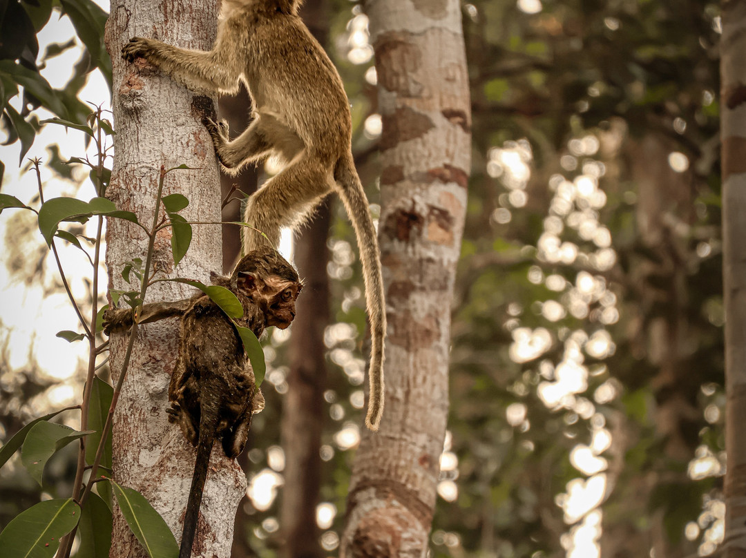 Tanjung Puting Borneo Tour-Pangkalan Bun必去景点