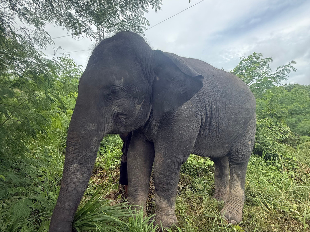 The Lake Phuket Elephant Home-Thep Krasatti必去景点