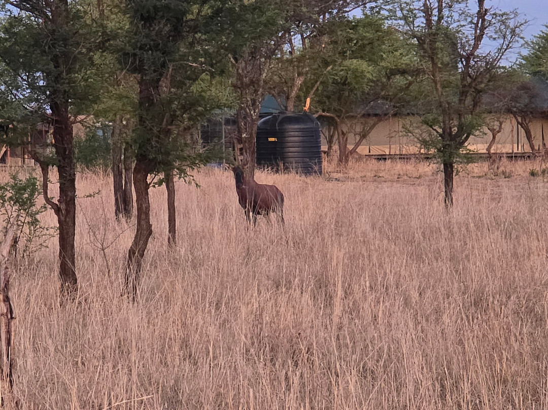 Serengeti Queens Camp-Seronera必去景点