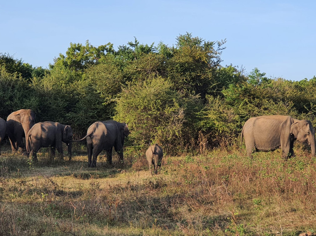 Uda walawe National Park-乌达瓦拉瓦必去景点