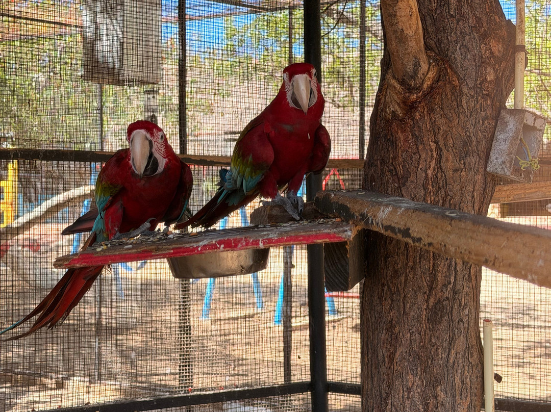 Curacao Ostrich Farm-库拉索必去景点