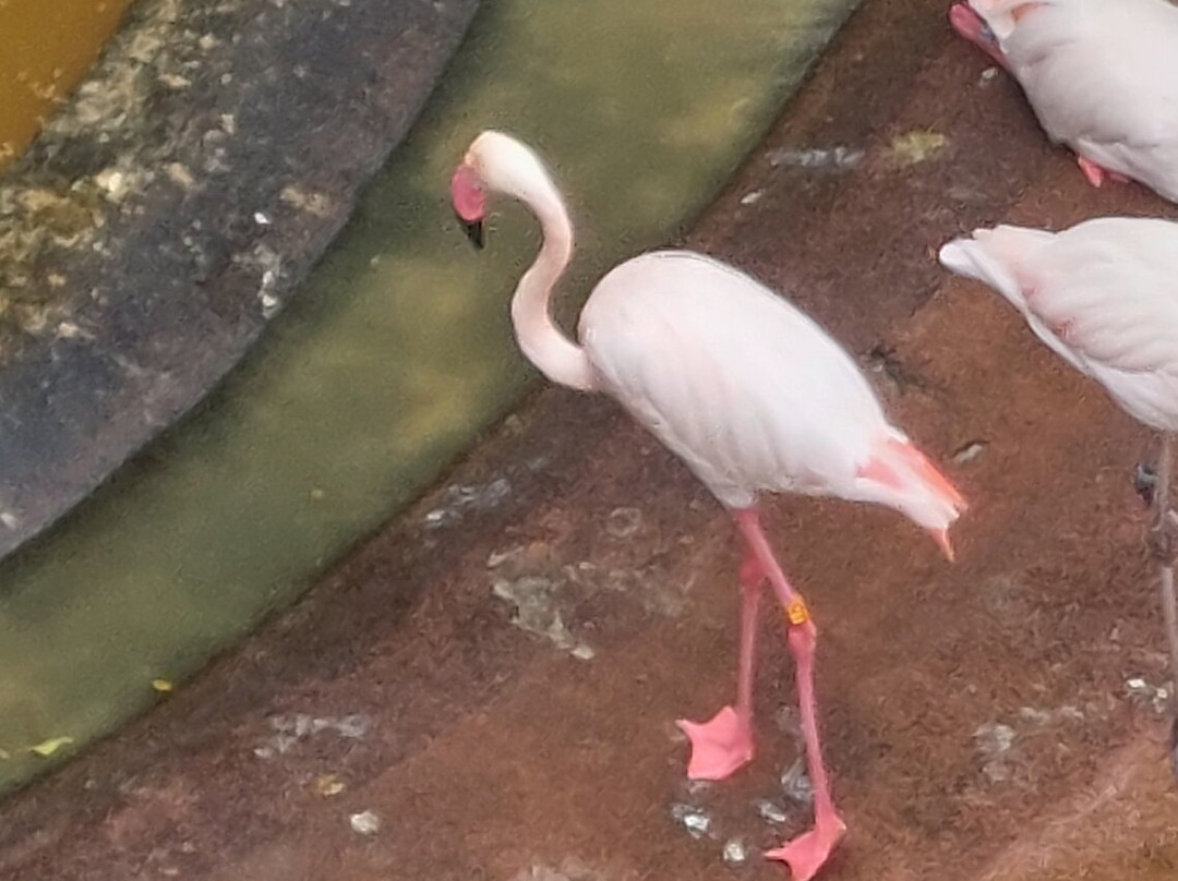 Bird Paradise-新加坡必去景点