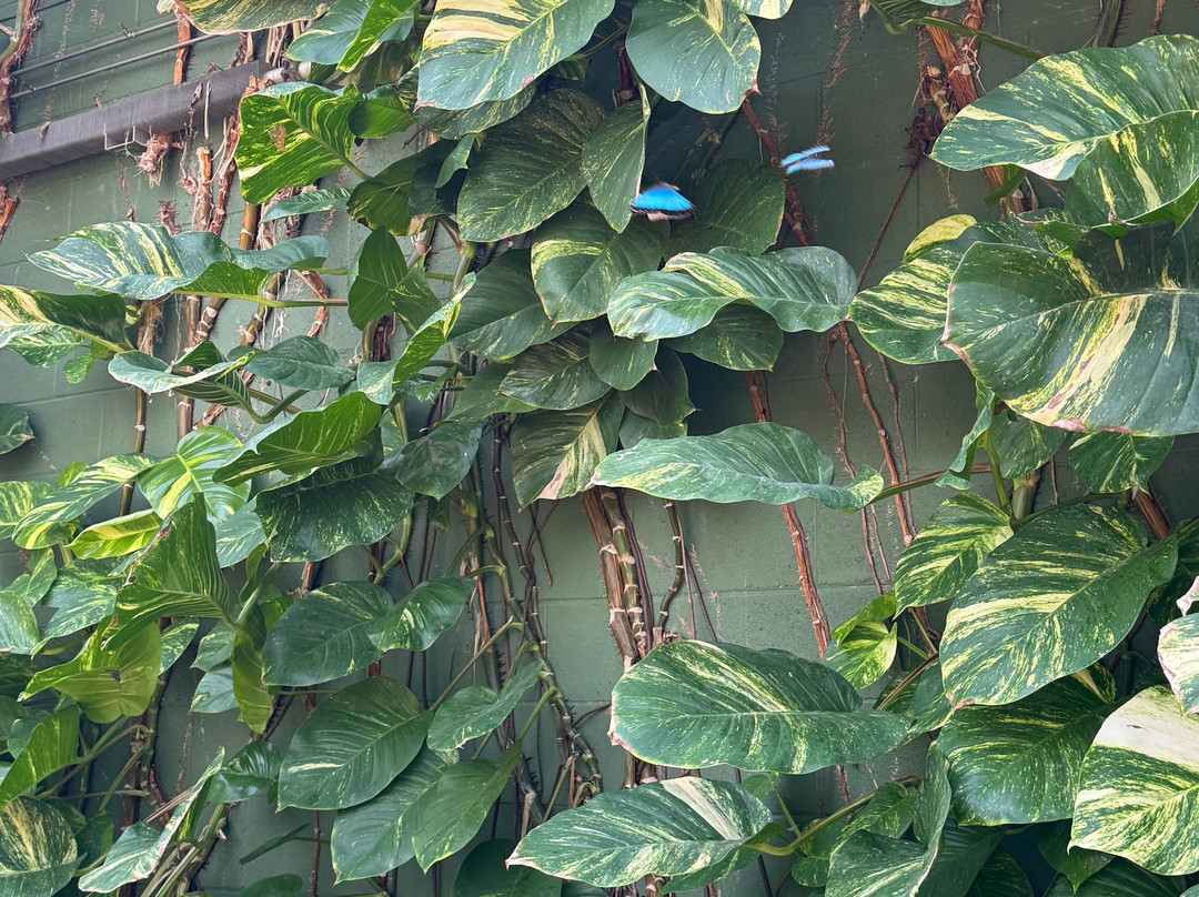 Butterfly Wonderland-斯科茨代尔必去景点