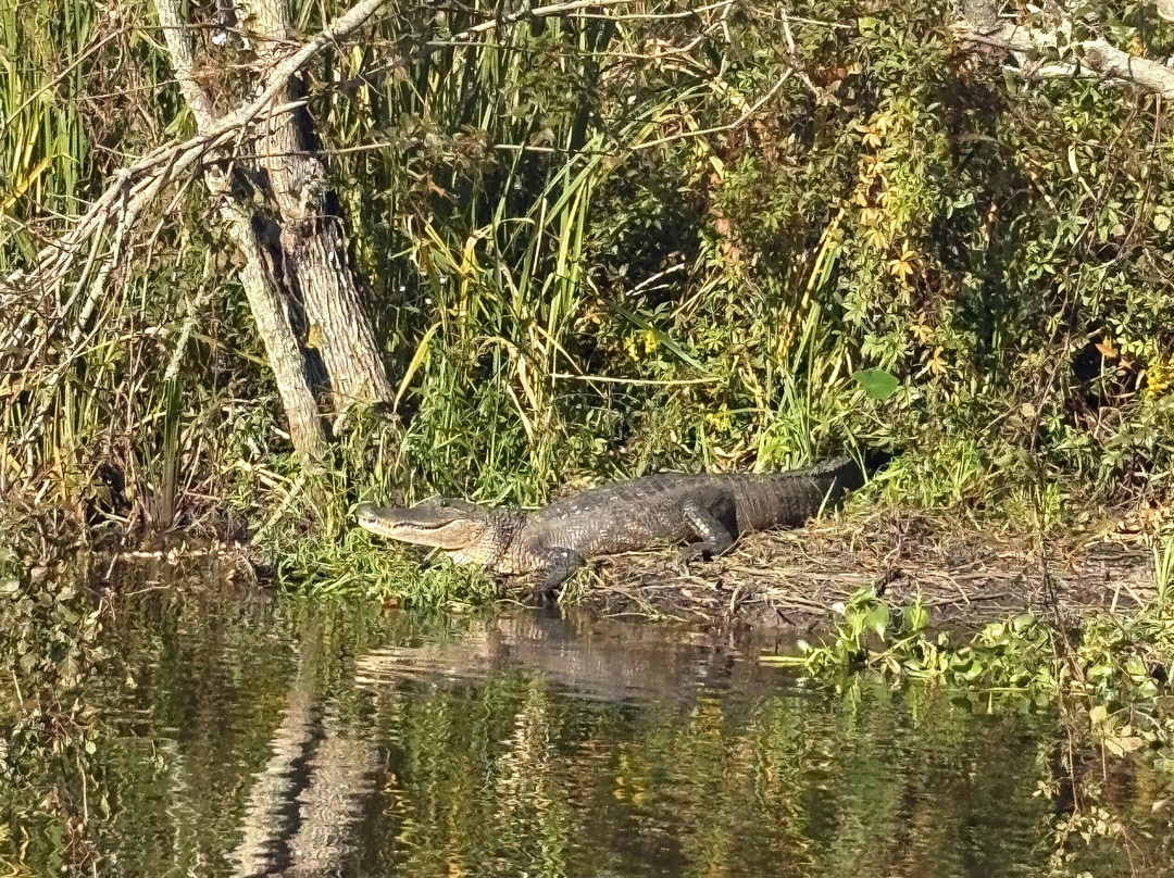 Ragin Cajun Airboat Tours-新奥尔良必去景点