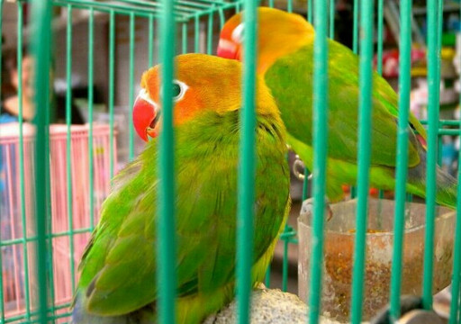 越和花鸟鱼艺大世界