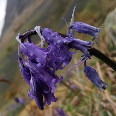 Rannerdale Knotts景点图片