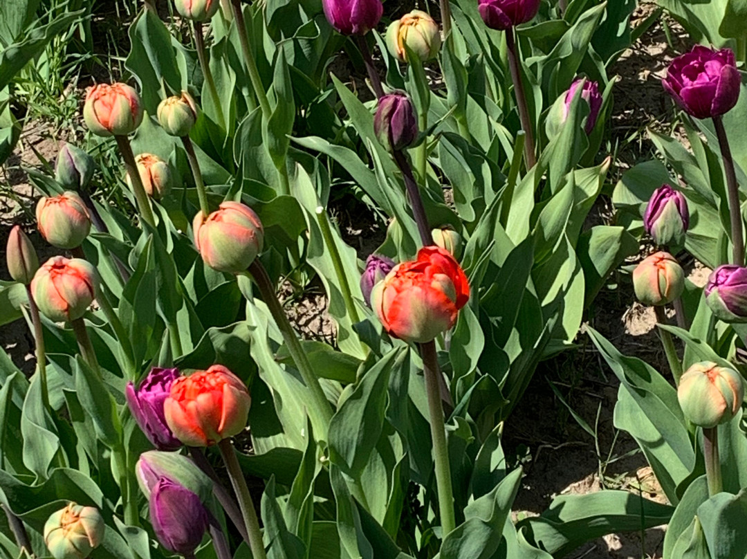 Wicked Tulips Flower Farm景点图片