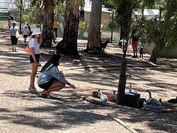 Toy Factory and Big Rocking Horse-Gumeracha必去景点