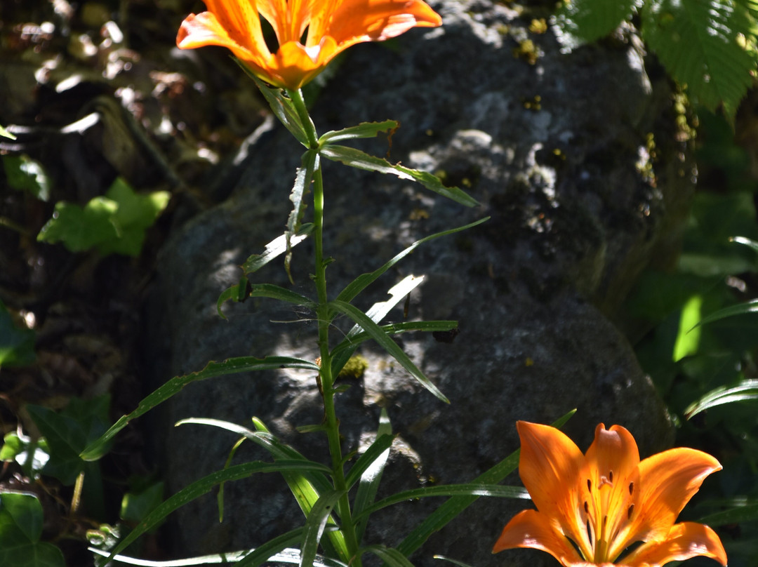 Giardino Botanico Montano di Pratorondanino-Campo Ligure必去景点