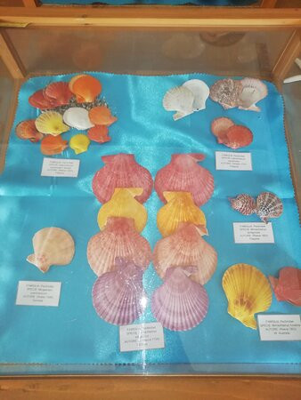 Museo delle Conchiglie-Roseto Capo Spulico必去景点