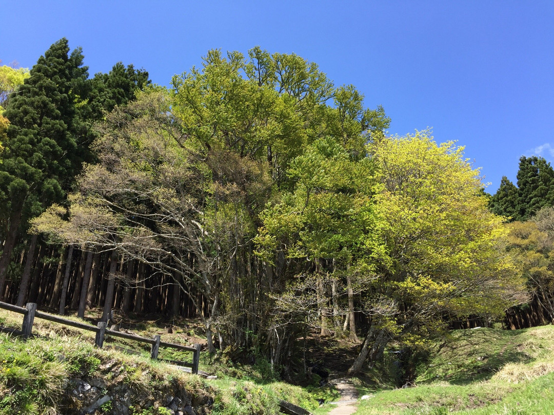Katsura Tree in Bekku景点图片