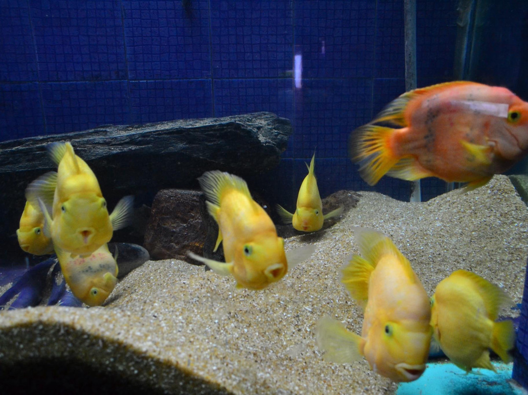 Simhachalam旅游景点-Matsyadarshini Aquarium