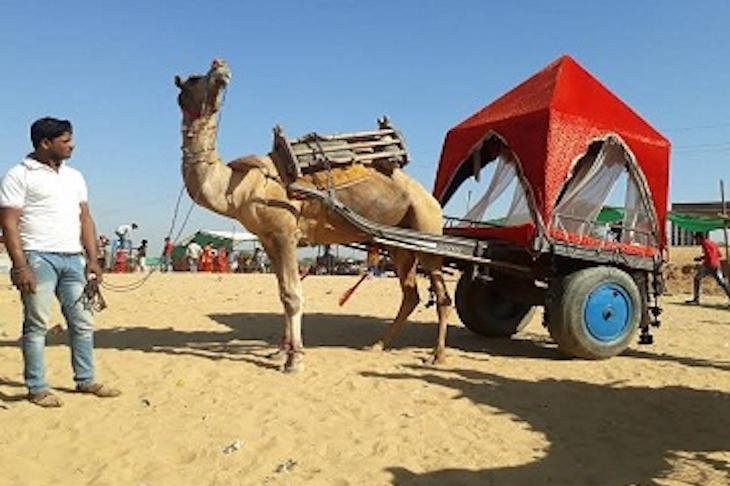 Sudama Pushkar Camel Safari in Desert-普希卡必去景点