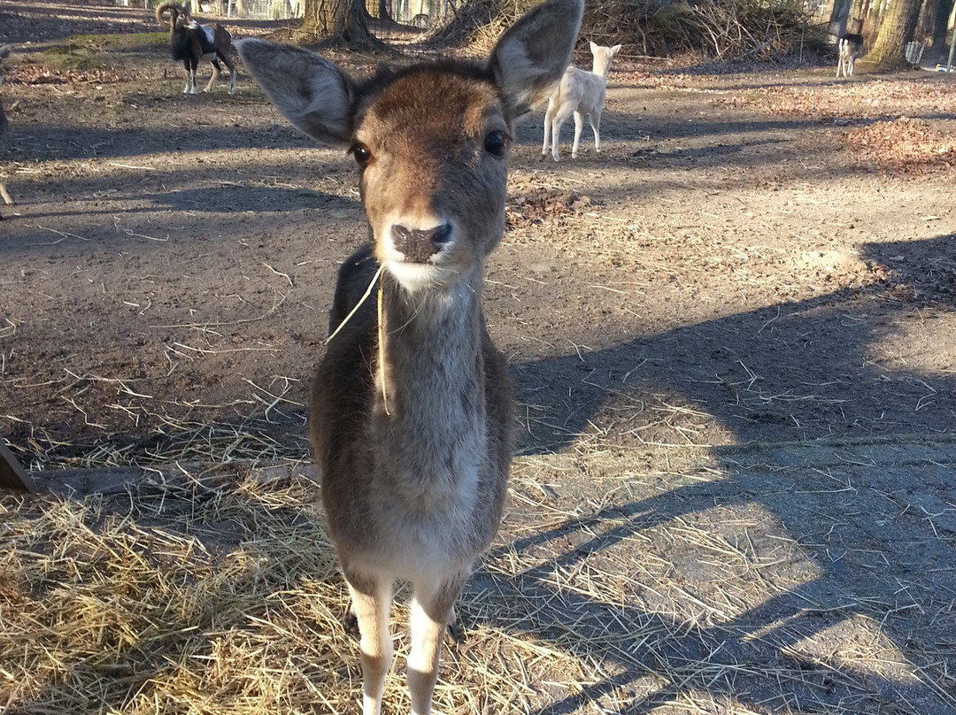 Tierpark Wolgast景点图片