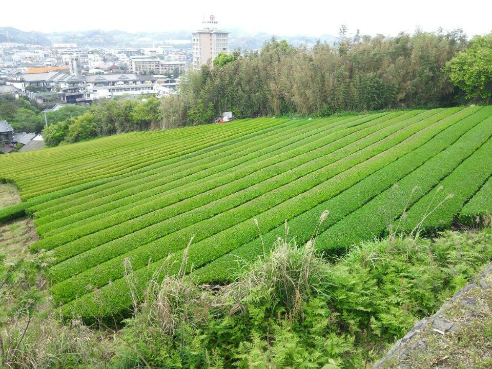 null-嬉野市
