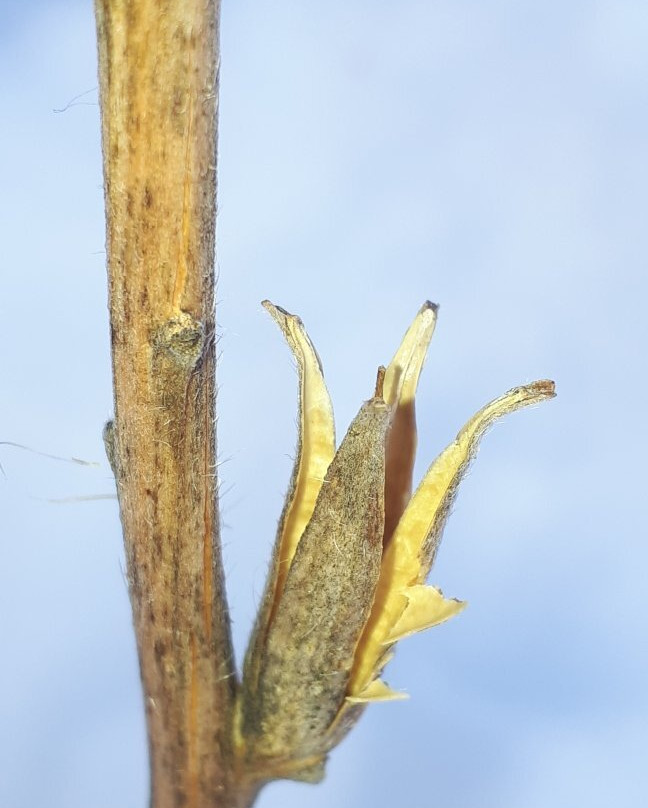 Falcon Trails Resort主图