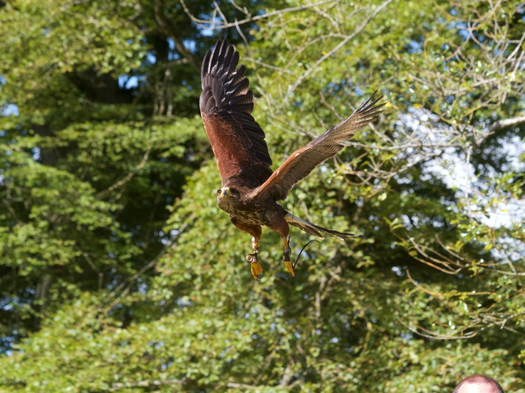 Hawkeye School of Falconry-基尔肯尼必去景点
