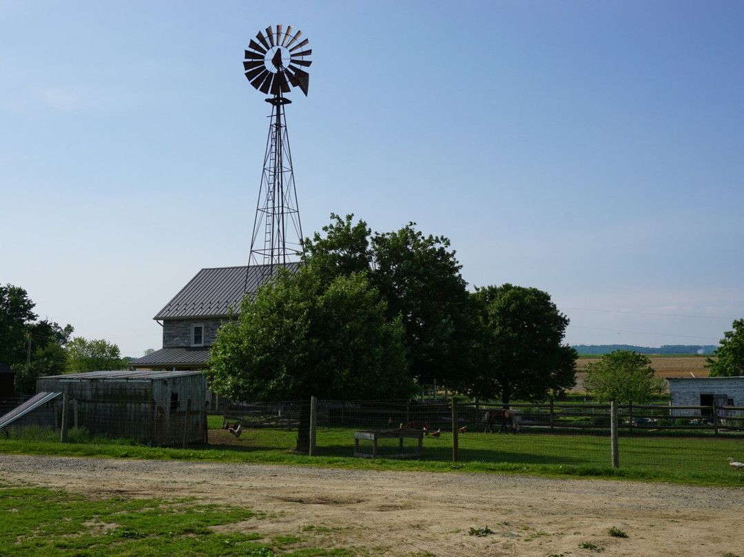 Old Windmill Farm景点图片