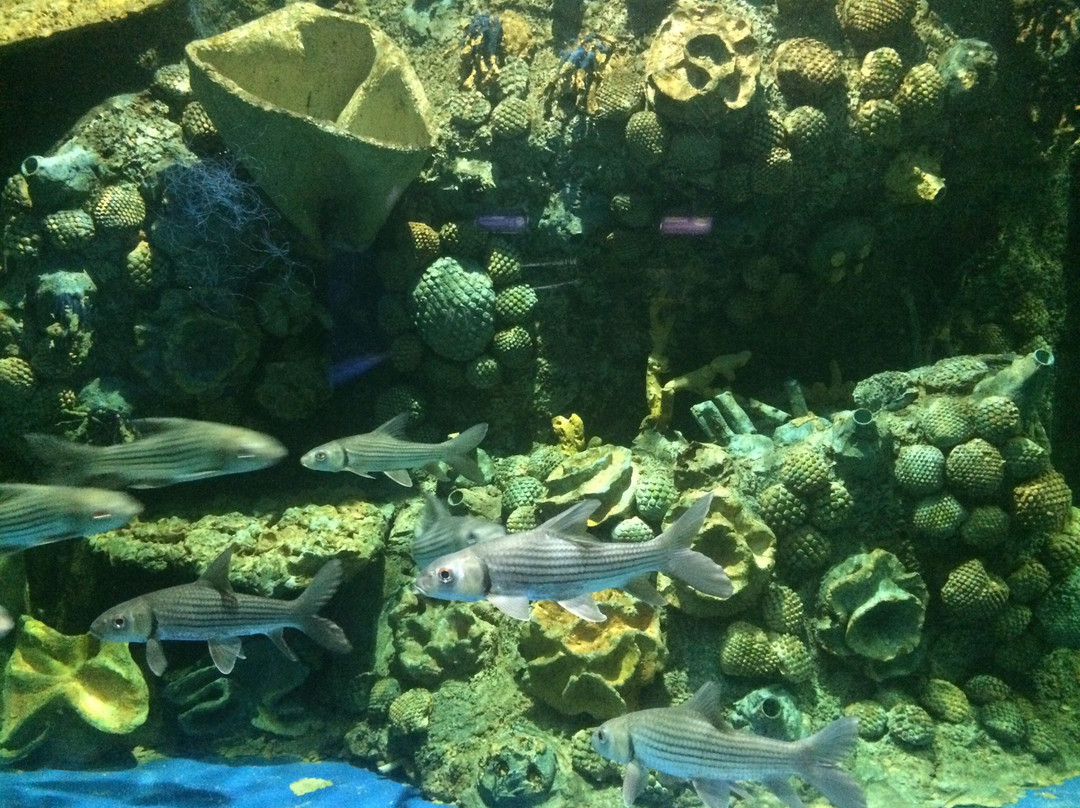 Si Sa Ket Aquarium景点图片