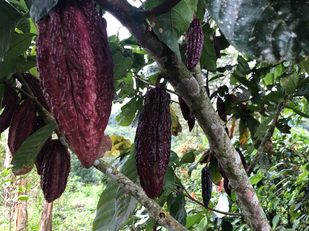 Cinco Cacao景点图片