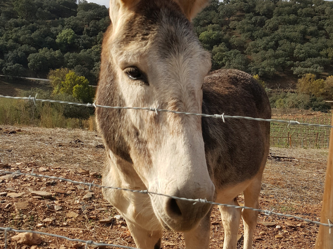 Herdade Ribeira de Borba主图