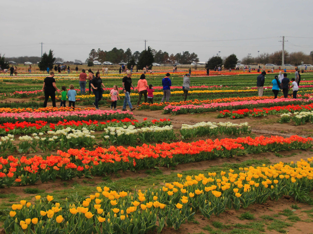 Texas Tulips-Pilot Point必去景点