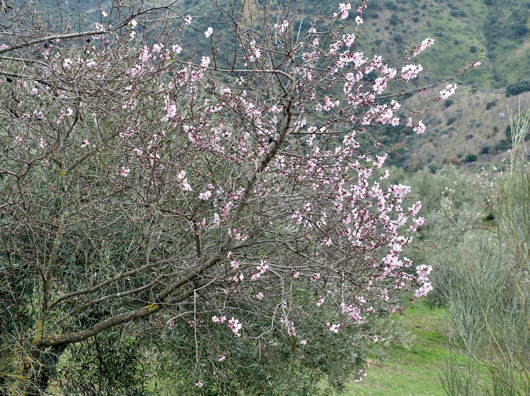 Montes de Malaga Natural Park景点图片