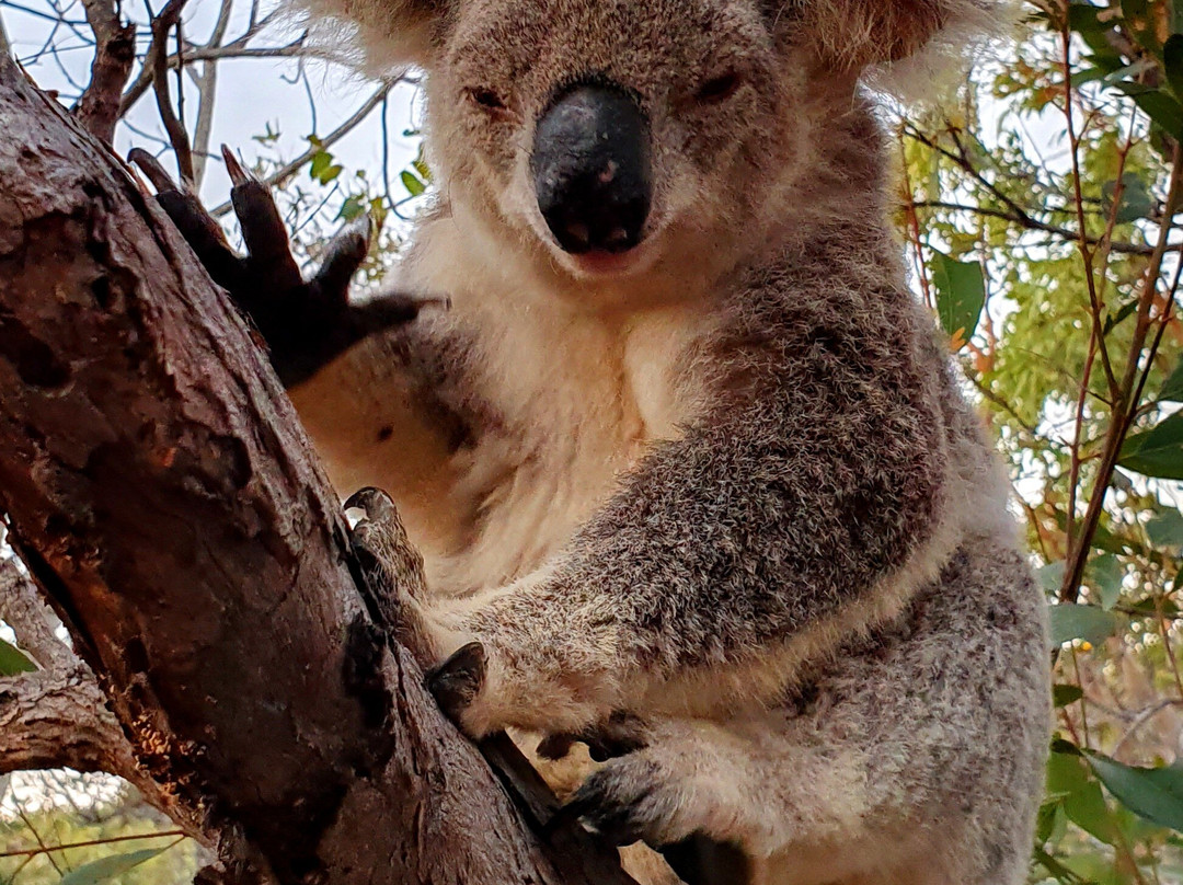 Dandaloo Gardens主图