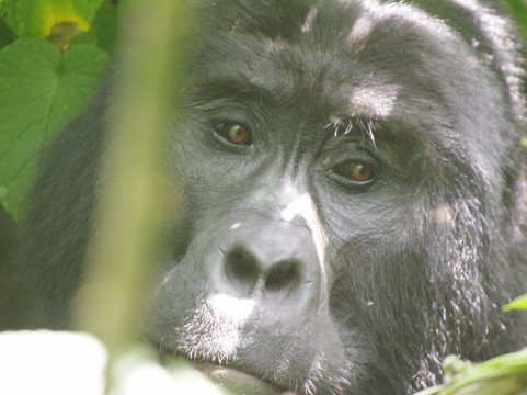 Realm Africa Safaris