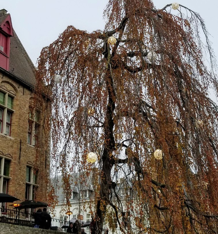 Canal Trip Bruges-Damme景点图片