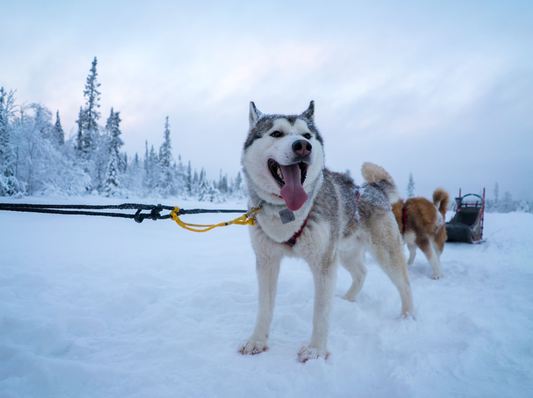 Husky Camp-摩尔曼斯克必去景点